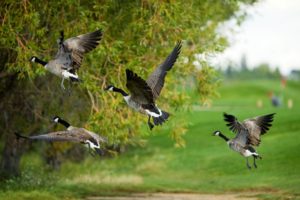 wascana 1 2.0 300x200